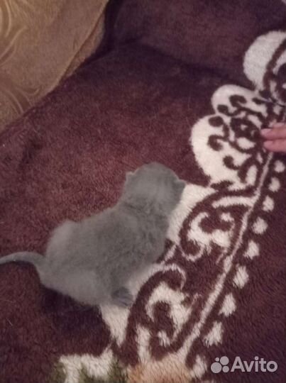 Котята ищут дом