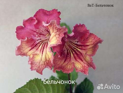 Стрептокарпусы