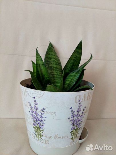 Сансевиерия ханни