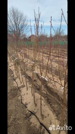 Дерево Вишня шоколадница