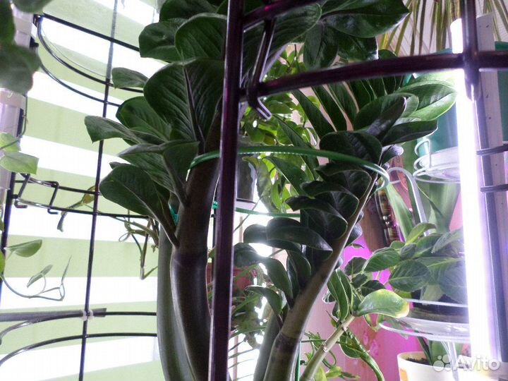 Цветы-крупномеры