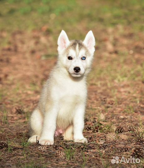 Сибирский хаски, мальчик
