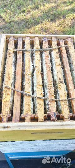 Пчелосемьи на вытряску