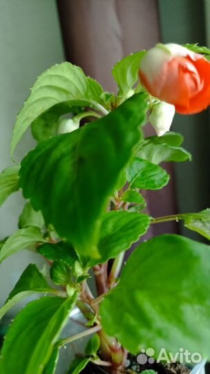 Бегония вечноцветущая, бальзамин махровый