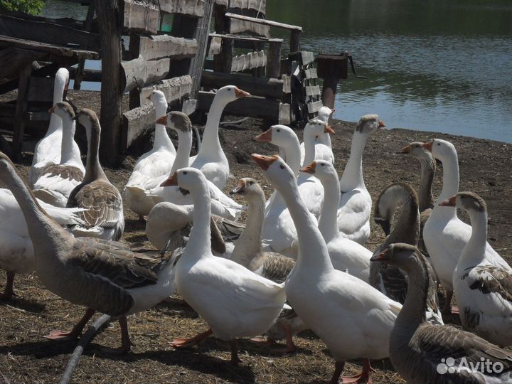 Инкубационное яйцо Гуся