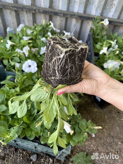 Рассада петунии