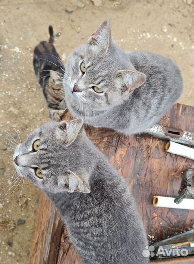 Коты бесплатно