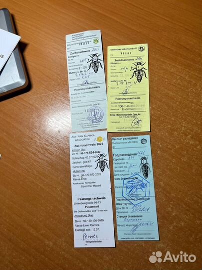 Пчелы матки