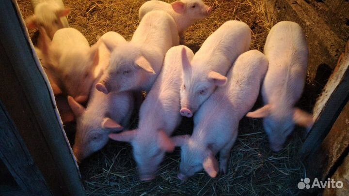 Поросята