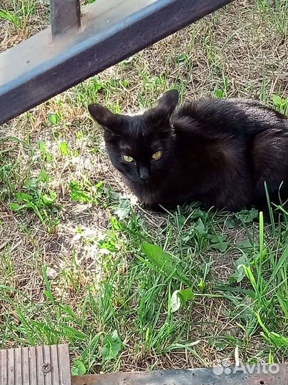 Кошка в дар