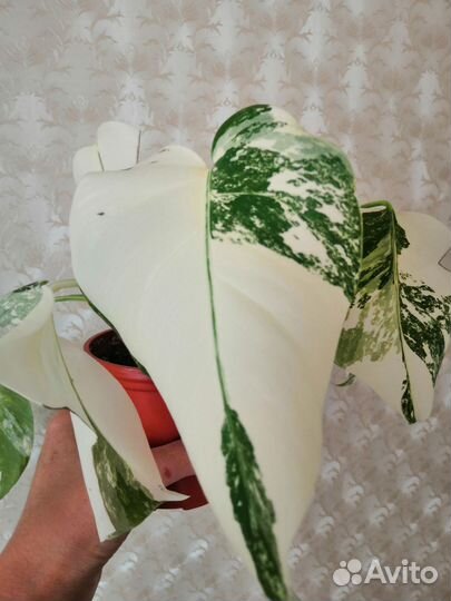 Монстера вариегатная альба