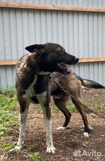 Отдам кобеля в добрые руки