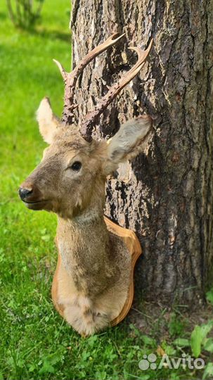 Чучело головы косули