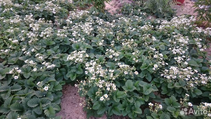 Саженцы клубники