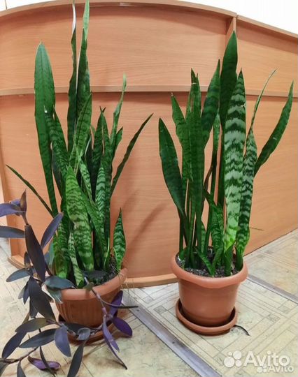 Сансивиерия