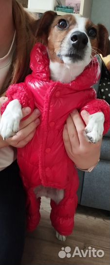 Комбинезон для собаки