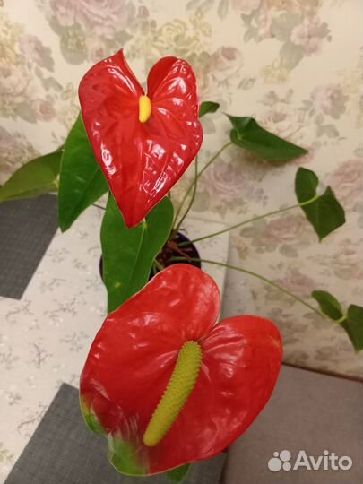Антуриум цветущий (большое растение)