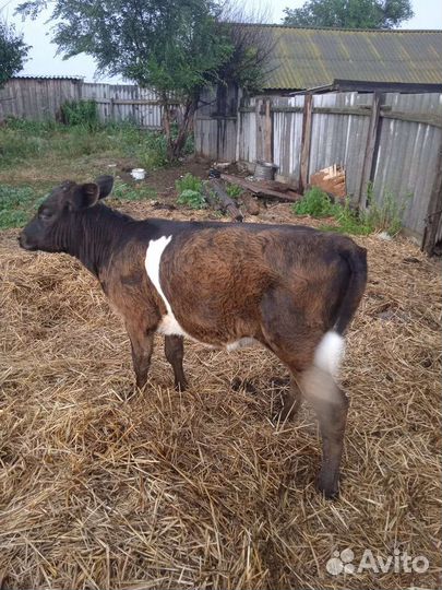 Телка 4 месяца