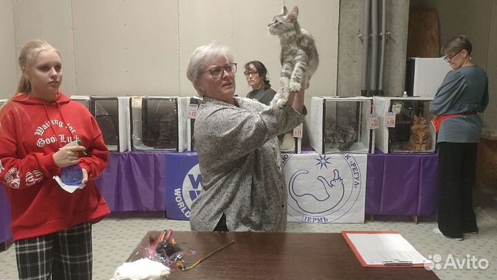 Шоу котенок