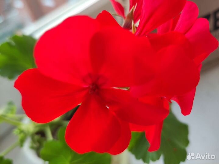 Герань разная