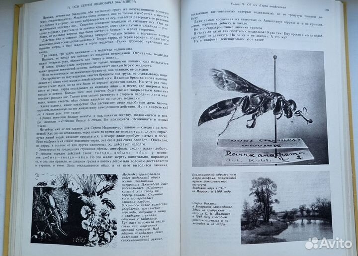 Халифман И.А. Четырехкрылые корсары