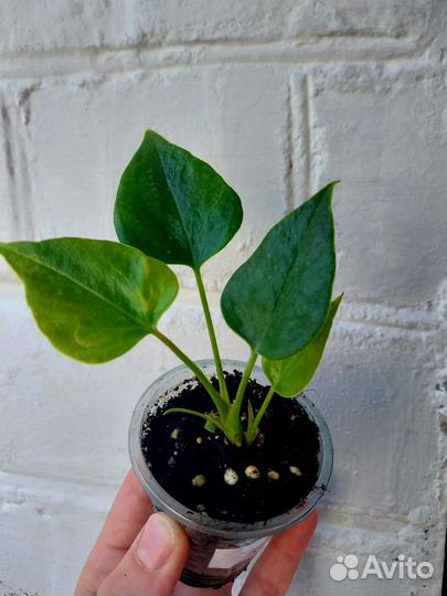 Антуриум красный