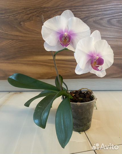 Орхидея фаленопсис размер цветка 9,5 см