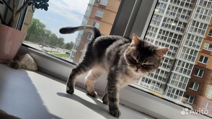 Шотландские кот и кошка в добрые руки