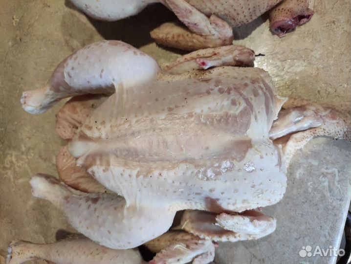 Мясо домашних уток,гусей,кур