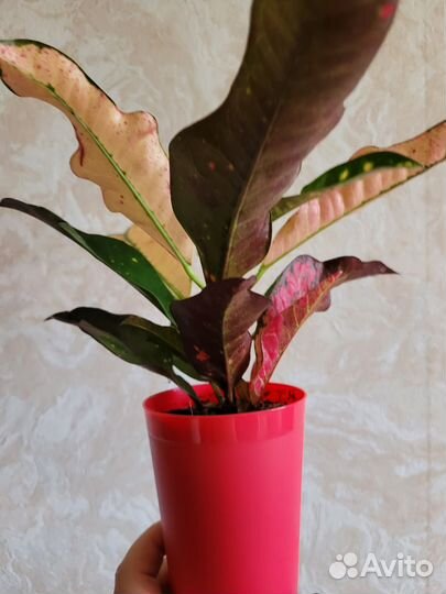 Кротон Вилма