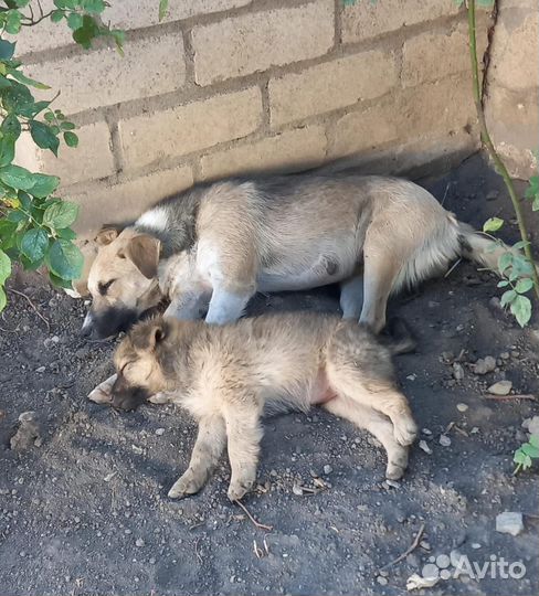 Девочка в добрые руки