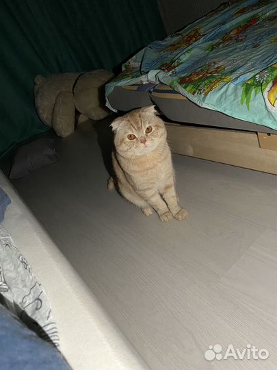 Британский кот вязка