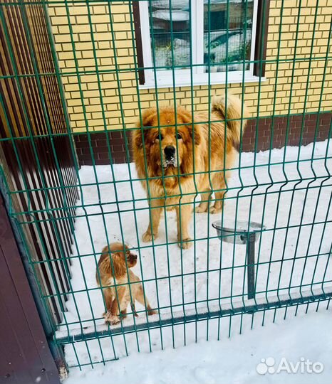 Тибетский мастиф 4 года