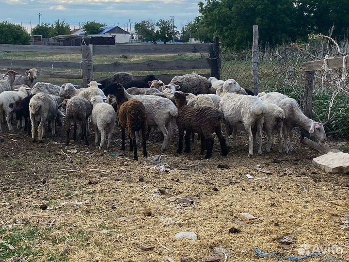 Бараны овцы