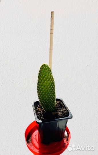 Кактус опунция