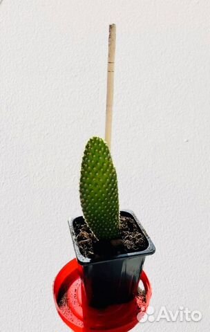 Кактус опунция