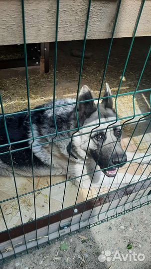 Вязка восточноевропейская овчарка