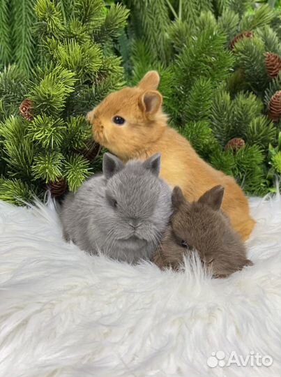 Крольчата кукольной внешности