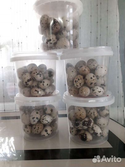 Яйца перепелиные, мясо перепелов