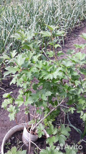 Калина бульденеж