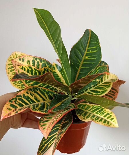Кротон Аукуба Комнатные растения Цветы
