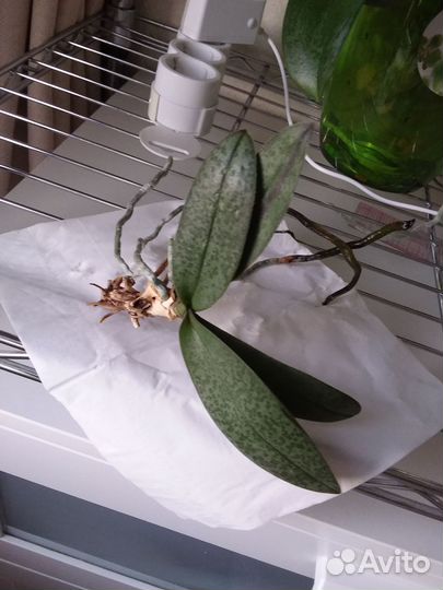 Орхидея парфюмерная фабрика scention