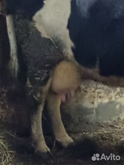 Корова и нетель