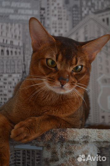 Котик на вязку