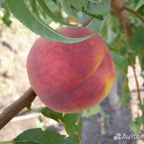 Саженцы персика