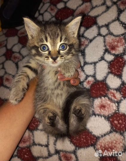 Кошка в дар бесплатно