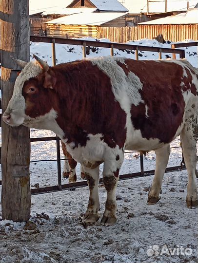 Бычки и быки на мясо