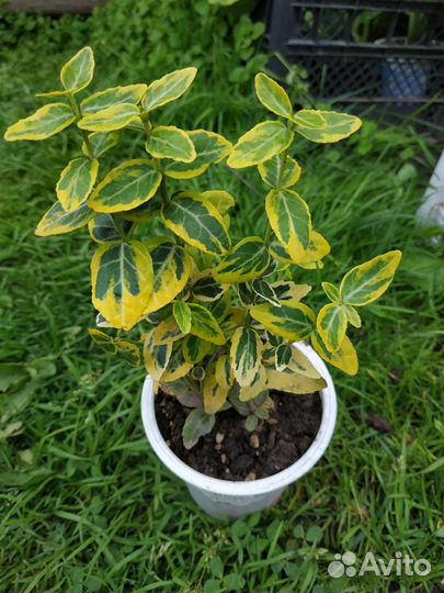 Бересклет Форчуна