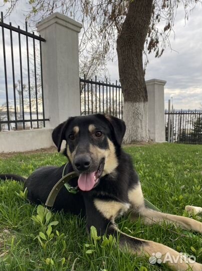 Молодой пес ищет дом и теплые руки