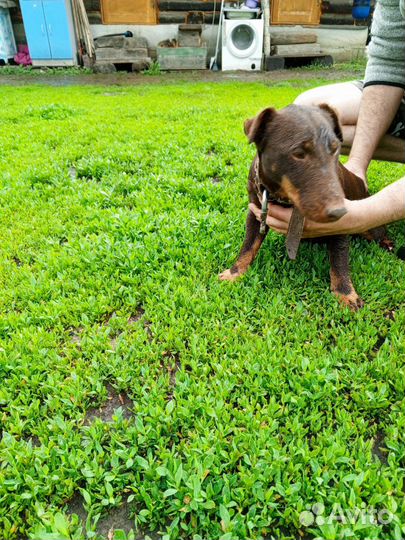 Вязка ягдтерьера